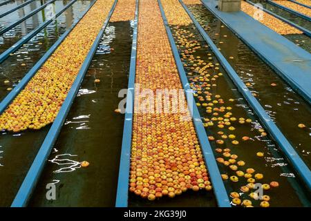 Apple Receiving And Processing In Large Fruit Packing House Facility Prior Distribution To Market. Food Safety in Food Industry. Stock Photo