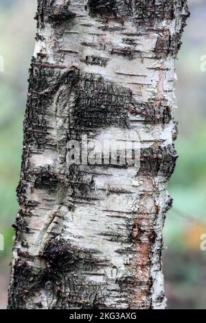 Silver Birch Tree (Betula pendula) Bark, North Pennies, Teesdale, County Durham, UK Stock Photo