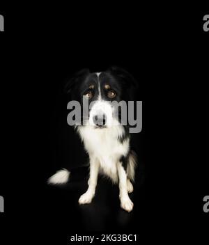 Portrait serious border collie dog puppy sitting. Isolated on black background Stock Photo