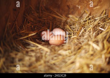 A top closeup of farm fresh chicken eggs in a red basket on hay Stock Photo