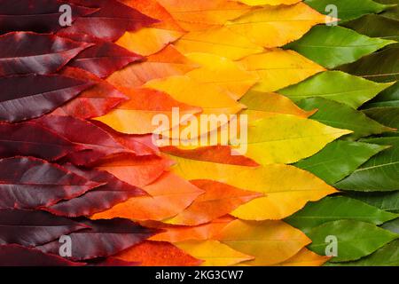 Colorful autumn leaf gradient transition from green to vibrant yellow and red leaves, fall foliage texture background top view Stock Photo