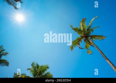 Tropical coconut palm trees with clear blue sky background and shining sun Stock Photo