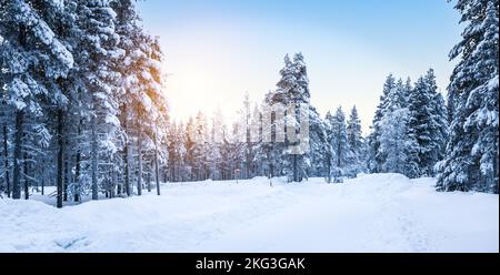 Stunning winter forest landscape with snow covered road in Finland. Stock Photo