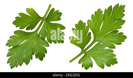 Parsley leaves isolated on white background Stock Photo