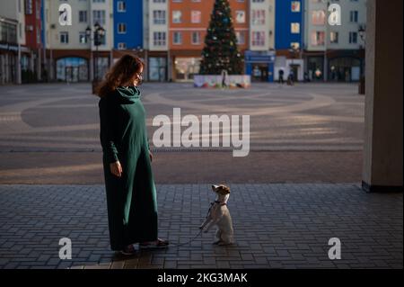 Red-haired woman in a green dress with a dog Jack Russell Terrier in the square against the background of the Christmas tree.  Stock Photo