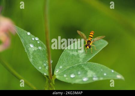 A macro of a long hoverfly on a green leaf Stock Photo