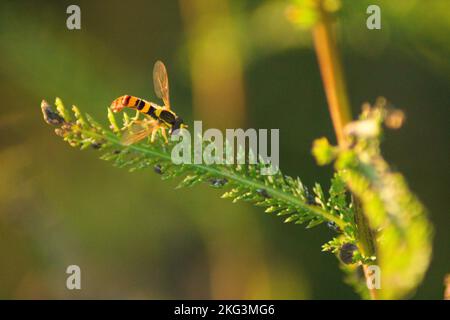 A macro of a  long hoverfly on a plant Stock Photo