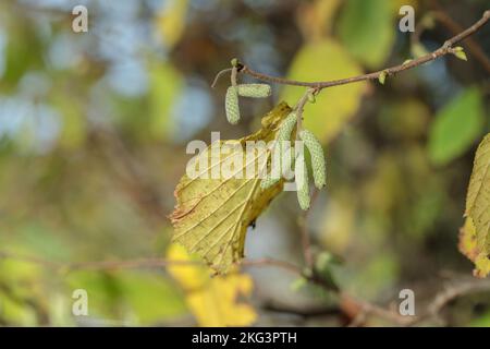 Hazel catkins (Corylus avellana) develop in fall and then are hibernating. Stock Photo