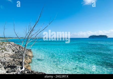 The scenic view of a dry tree on Half Moon Cay uninhabited island and a drifting cruise ship in a background (Bahamas). Stock Photo