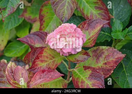 Hortensia blossom (Genus Hydrangea) with discolored leafs in fall. Stock Photo