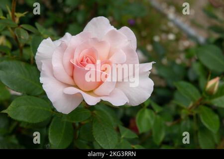 2 buds-colourful Aromatic bright yellow Rose buds , single stalk proposal  flower & Valentine's Day flower- rose plant in my garden in india Stock  Photo - Alamy