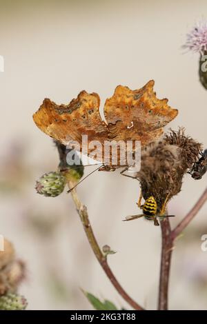 Comma butterfly (Polygonia c-album) with closed wings Stock Photo