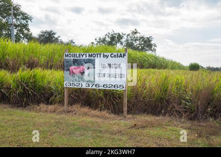 Moseley's Mott by CoSAF is a forage grass of the highest quality for beef and is a new cultivar of Pennesetum Purpureum or elephant grass from Africa. Stock Photo