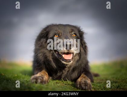 Front close up of cute pet dog, border collie cross, isolated outdoors lying down on grass, paws forward.UK pet portraits. Stock Photo