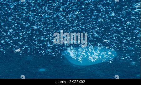 Blue thin ice crystals on water, blue color ice textures Stock Photo