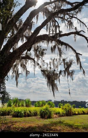Oak tree dripping with Spanish Moss in North Central Florida. Elephant Grass cultivars are growing in the background for both forage and bio energy. Stock Photo