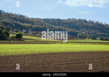 A barley field in October, Wesertal, Weserbergland; Germany Stock Photo