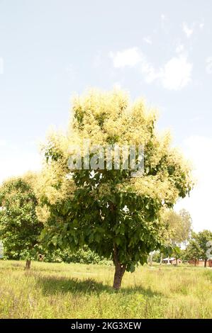 Teak trees iin flower can be found all over Atacora in July/August, resembling a golden haze. Stock Photo