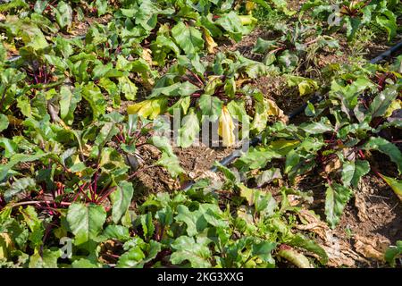 A field with beetroot in September, Weserbergland; Germany Stock Photo