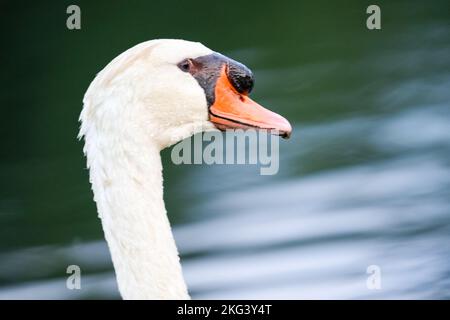 A closeup of a white swan against water background Stock Photo
