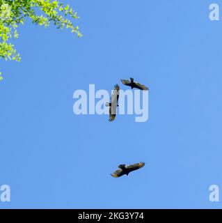 Turkey Vultures circling around, above Spring growth of laurel oak tree, in North Central Florida. Stock Photo