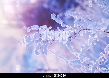 Beautiful winter landscape with a field of white snow and a forest Stock Photo