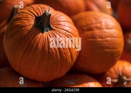 From above closeup bunch of ripe orange pumpkins placed in pile on sunny autumn day on farm Stock Photo