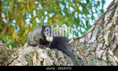 Black melanistic eastern gray squirrel (Sciurus Carolinensis) eating mushroom with selective focus Stock Photo