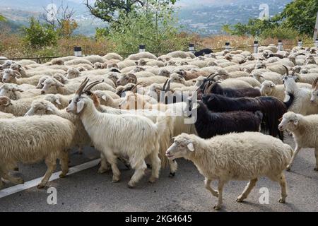 Herbstlicher Abtrieb einer Schafherde und von Ziegen, Straße Nr 27 bei Bodavi, Kaukasus, Region Mzcheta-Mtianeti, Georgien Stock Photo