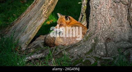 Red fox (Vulpes vulpes) resting curled up at foot of big tree and enjoying the last sun rays / sunrays in the evening Stock Photo