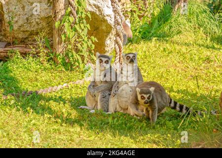 Three ring-tailed lemurs of Madagascar, sitting on the grass. Lemur catta species from island of Madagascar in Africa. Stock Photo