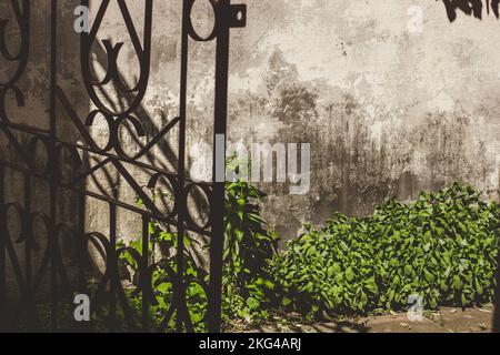 Gray mottled house wall with metal gate. Green grass with dandelions and nettles grows on a gray wall. Stock Photo