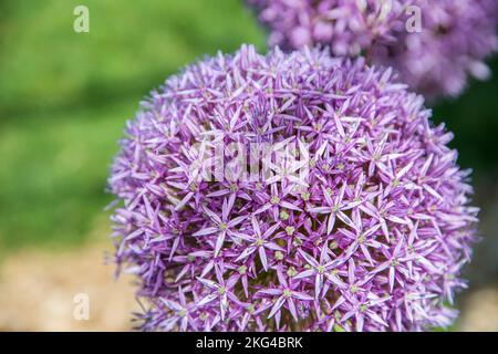 Allium giganteum, common name giant onion, is an Asian species of onion, native to central and southwestern Asia. Stock Photo