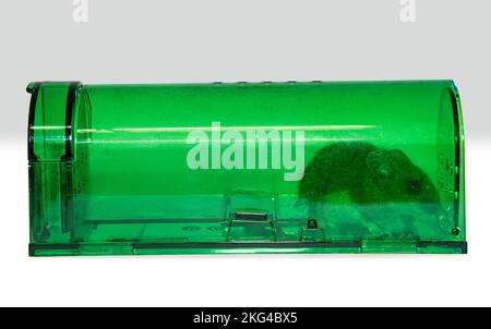 Green humane mousetrap with a captured field mouse Stock Photo