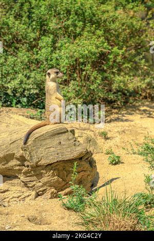 meerkat or suricate in alert mode, scouting the territory. Suricata suricatta species from the Herpestidae family, Suricata genus. Living in Botswana Stock Photo