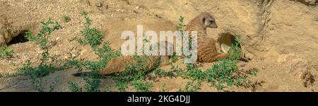 meerkats or suricates in panorama view with den. Suricata suricatta species from the Herpestidae family, Suricata genus. Living in Botswana, Namibia Stock Photo