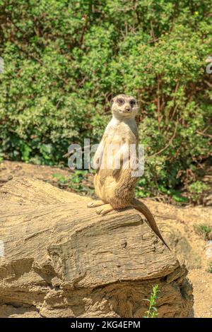 meerkat or suricate in alert mode, scouting the territory. Suricata suricatta species from the Herpestidae family, Suricata genus. Living in Botswana Stock Photo