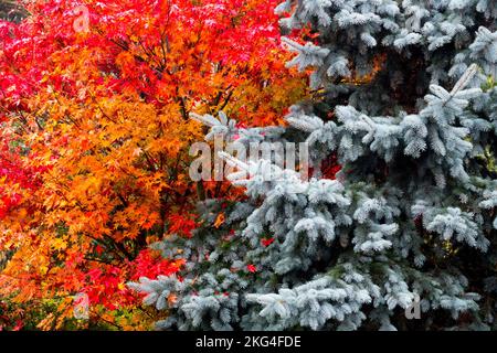 Colorado Blue Spruce, Picea pungens 'Glauca', Red Japanese Maple, Tree contrast coniferous and deciduous trees Stock Photo