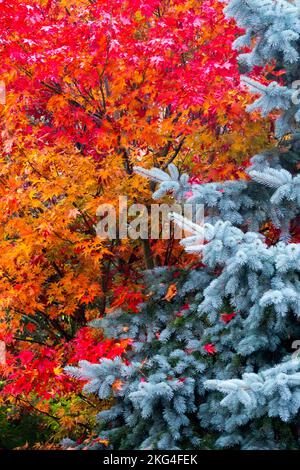 Red Contrast Garden Silver Colours Autumn Garden trees Picea pungens Trees Acer palmatum Japanese Maple Silver Spruce Colorful Autumnal October Turn Stock Photo