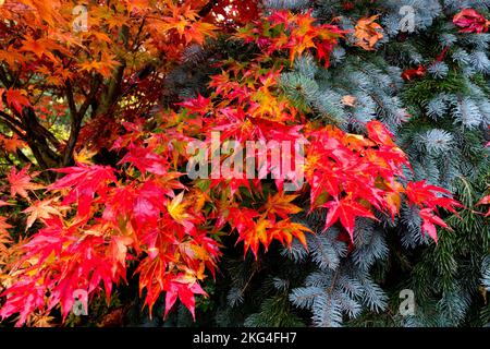 Autumn Japanese Maple Foliage Leaves Red Garden Turning Red Maple Tree Branches Leaves Turn Red Colour Acer palmatum Autumnal Foliage October Colors Stock Photo