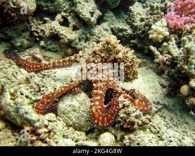 Octopus. Big Blue Octopus on the Red Sea Reefs. The cyanea octopus, also known as the Big Blue Octopus or Day Octopus. Stock Photo