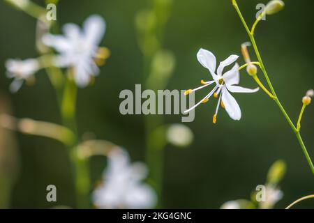 Anthericum ramosum, known as branched St Bernard's-lily  is a herbaceous perennial plant with a rhizome. Stock Photo