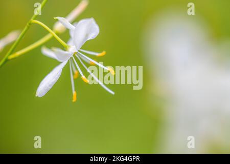 Anthericum ramosum, known as branched St Bernard's-lily  is a herbaceous perennial plant with a rhizome. Stock Photo