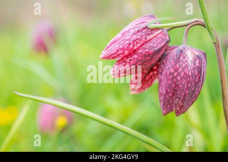 Fritillaria meleagris (snake's head fritillary) is a Eurasian species of flowering plant in the lily family Liliaceae. Stock Photo