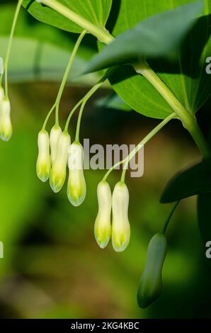 Polygonatum odoratum the angular Solomon's seal or scented Solomon's seal, is a species of flowering plant in the family Asparagaceae. Stock Photo