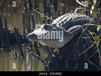 Close up of an American alligator perched on dead, broken bamboo stalks near a pond in Anahuac National Wildlife Reserve in Texas. Photographed in pro Stock Photo