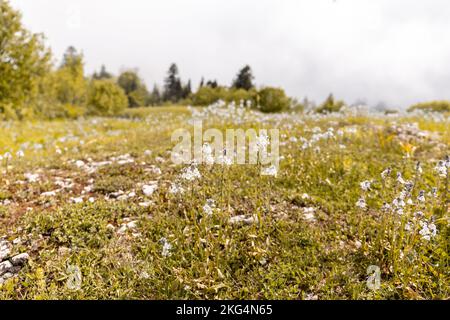 Mountain meadow full of blooming wild white heath speedwell flowers (Veronica officinalis) in Khvamli Mountain range in Racha region in Georgia. Stock Photo