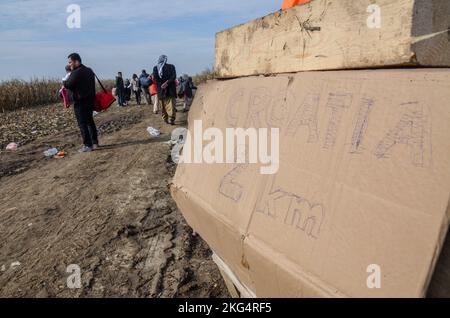 Refugees walking through the cornfield. Migrants trying to cross Croatian border to enter European Union (EU) in search for a better life. Stock Photo