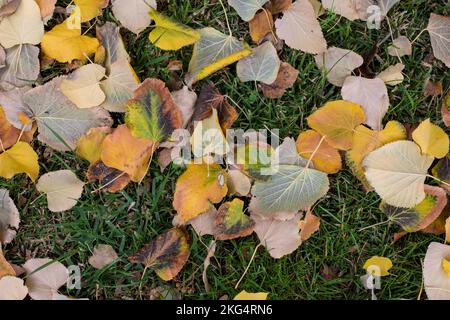 Hojas caídas en la hierba en otoño Stock Photo