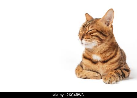 Cute bengal cat on a white background with closed eyes. Sleeping cat isolated. Cute pet. Stock Photo